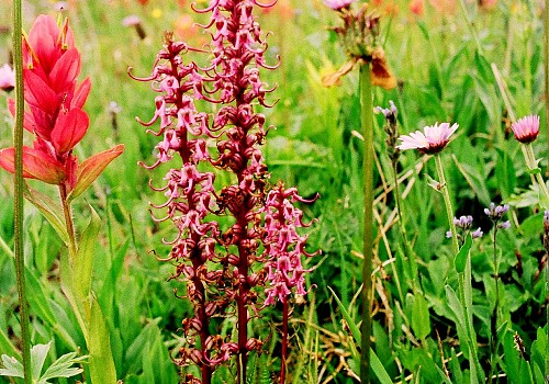 AlpineFlowers DanPotts