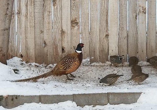 PheasantandCaliforniaQuail