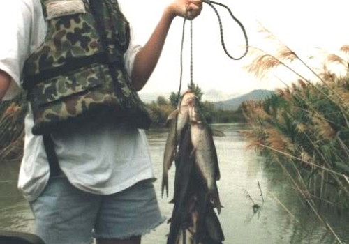 UtLCatfish